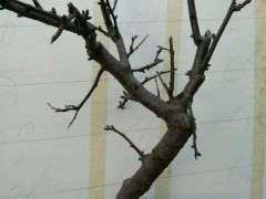 海棠下山桩主根发达吗 怎么办 图片