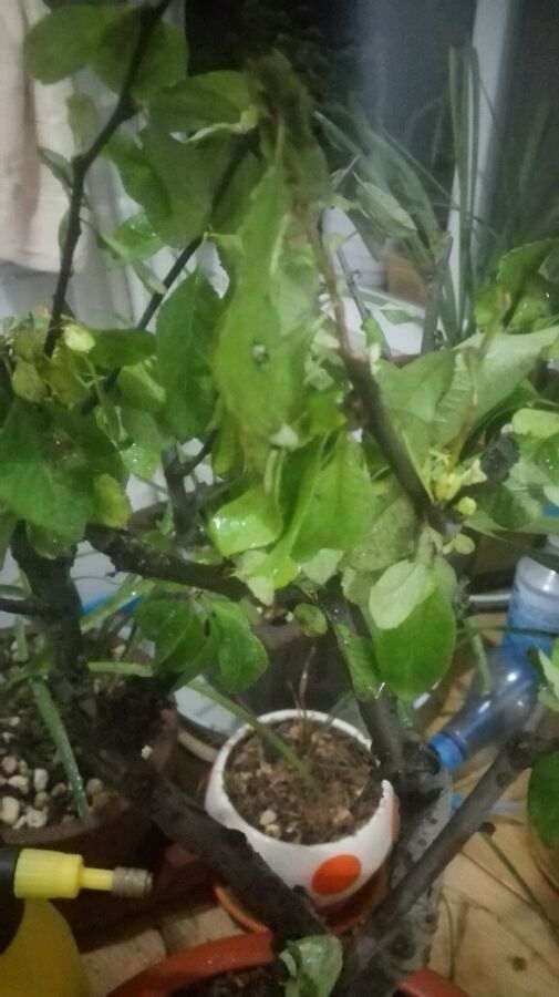 海棠下山桩到现在也没有发芽 怎么办