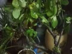 海棠下山桩到现在也没有发芽 怎么办