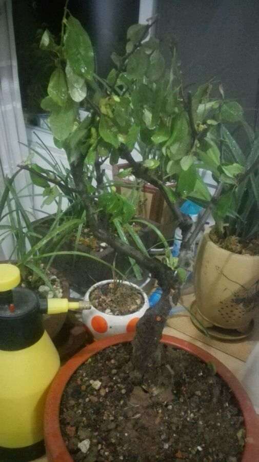 海棠下山桩小叶子都发黄开始掉了 图片