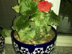 海棠下山桩小叶子都发黄开始掉了 图片