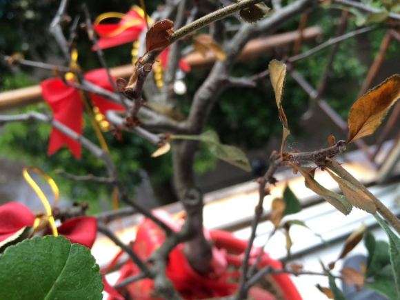 长寿冠海棠下山桩为什么会黄叶掉叶 图片