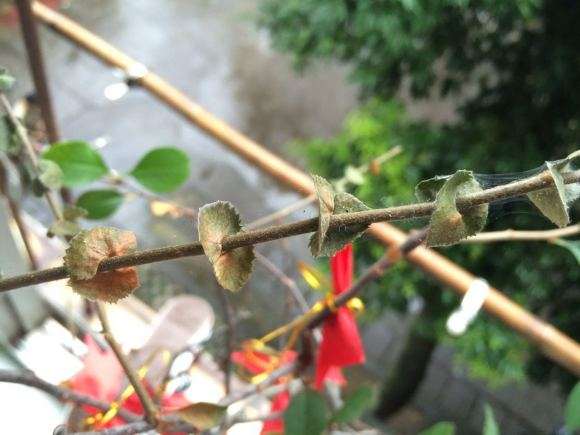 长寿冠海棠下山桩为什么会黄叶掉叶 图片