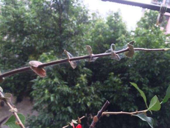 海棠下山桩把叶子全部剪了 怎么办 图片