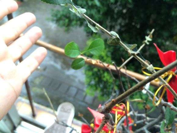 海棠下山桩把叶子全部剪了 怎么办 图片