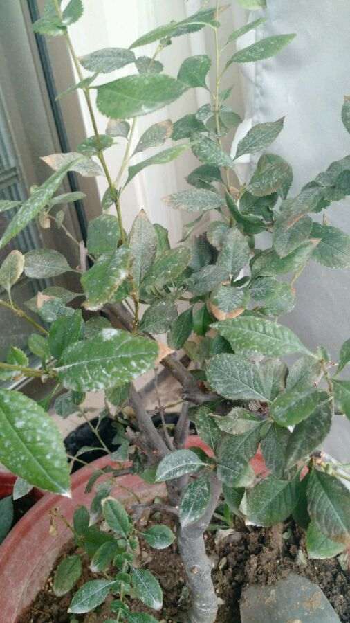 海棠下山桩叶子全掉光 还能活吗 图片