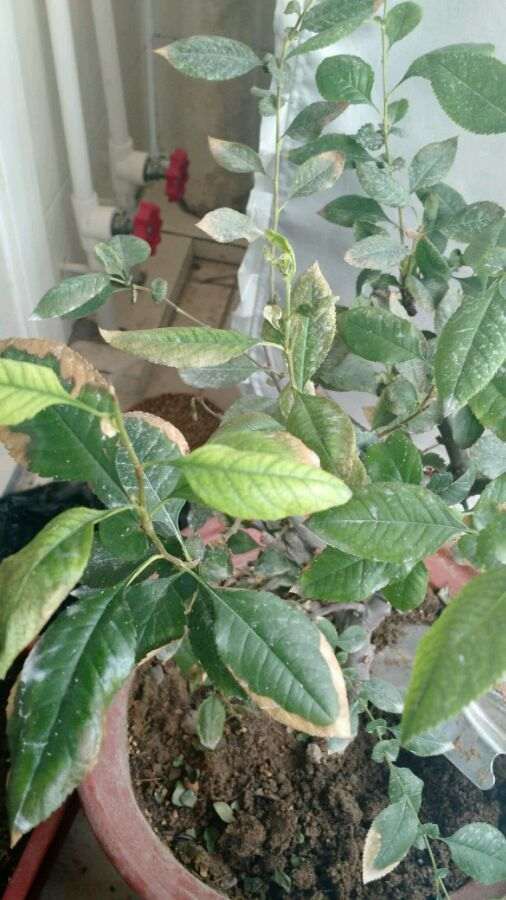 海棠下山桩叶子全掉光 还能活吗 图片