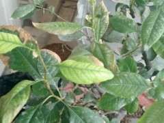 海棠下山桩叶子全掉光 还能活吗 图片