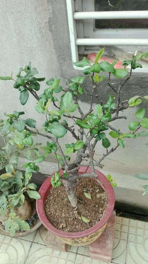 海棠下山桩8月份叶子掉光了 怎么办 图片