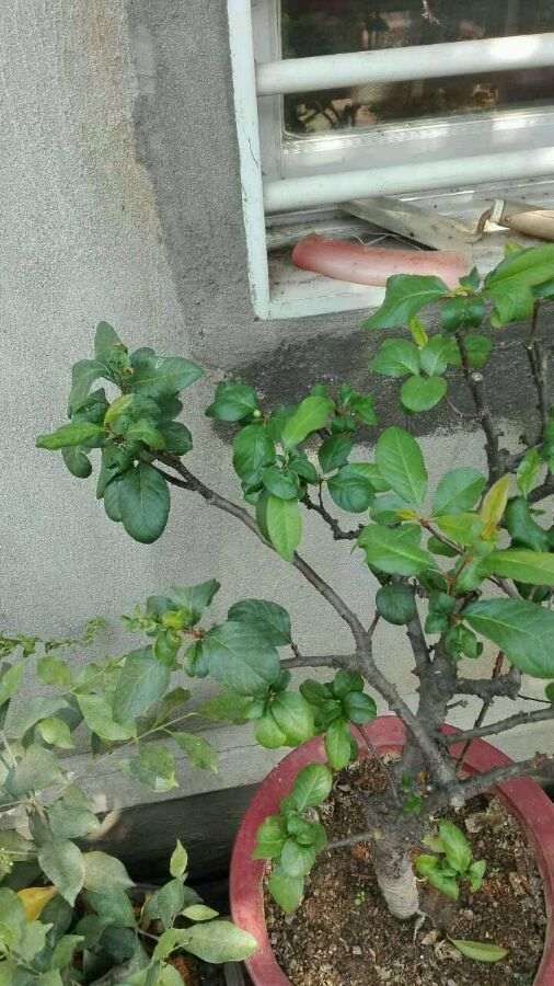 海棠下山桩8月份叶子掉光了 怎么办 图片