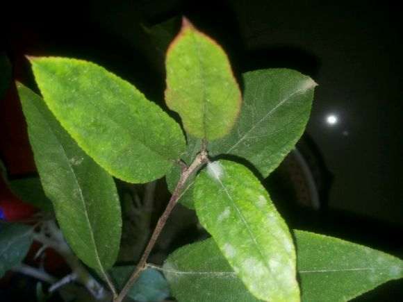 湖南适合种海棠下山桩吗 怎么样 图片