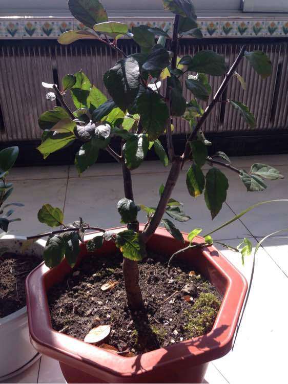 湖南适合种海棠下山桩吗 怎么样 图片