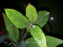 湖南适合种海棠下山桩吗 可以吗 图片