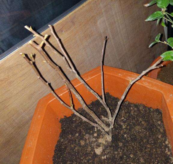 我的是什么品种的海棠下山桩 图片