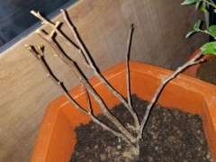 我的是什么品种的海棠下山桩 图片