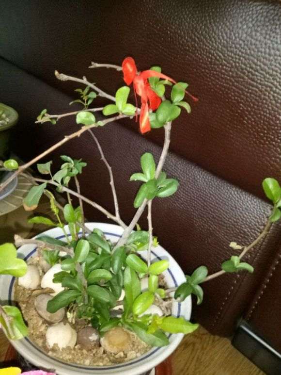 海棠下山桩长小花苞了 怎么办 图片