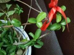 海棠下山桩长小花苞了 怎么办 图片