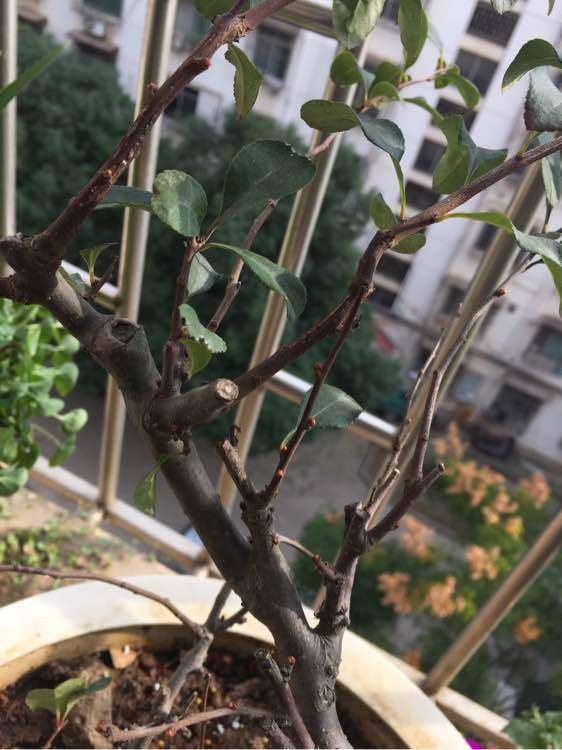 海棠下山桩在有暖气的房间行吗 图片