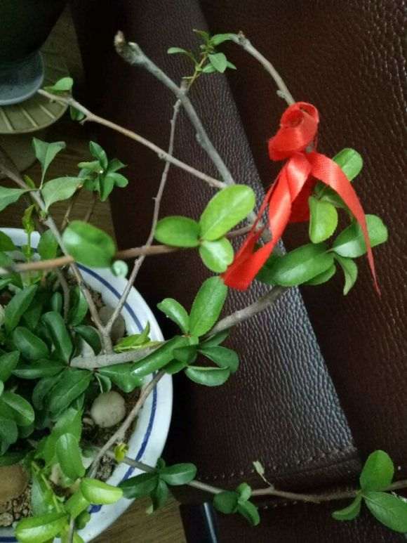 海棠下山桩在有暖气的房间行吗 图片