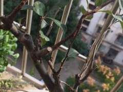 海棠下山桩在有暖气的房间行吗 图片