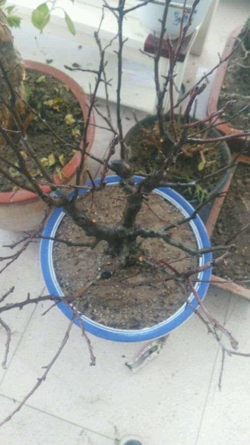 海棠下山桩什么时候修剪比较好 图片