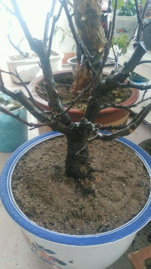 海棠下山桩什么时候修剪比较好 图片