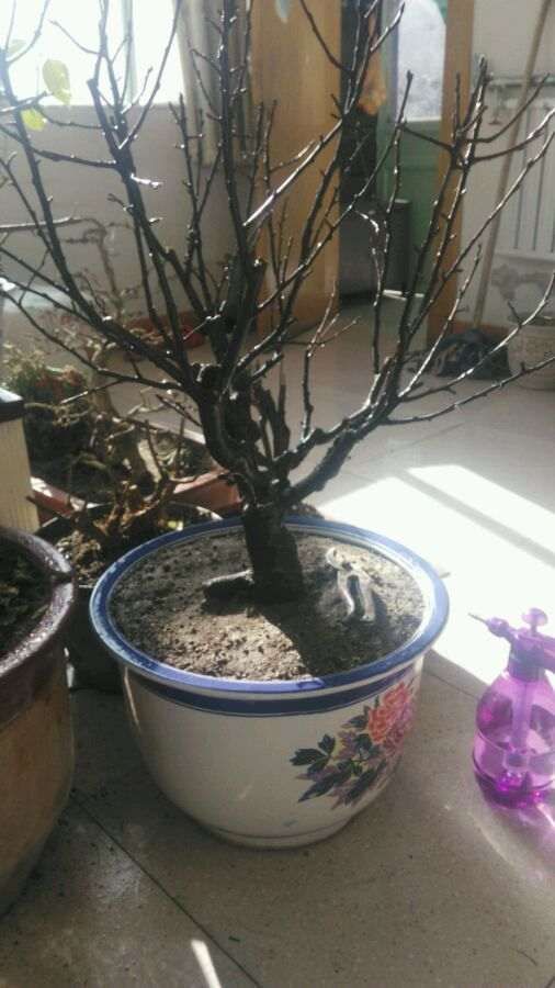 海棠下山桩什么时候修剪比较好 图片