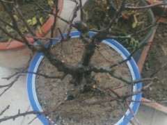 海棠下山桩什么时候修剪比较好 图片