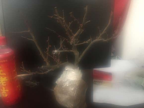 海棠下山桩去年都没开花 怎么办 图片