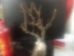 海棠下山桩去年都没开花 怎么办 图片