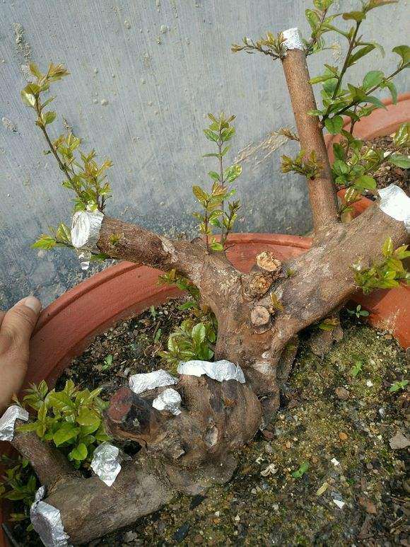 海棠下山桩几月份可以换盆提根 图片