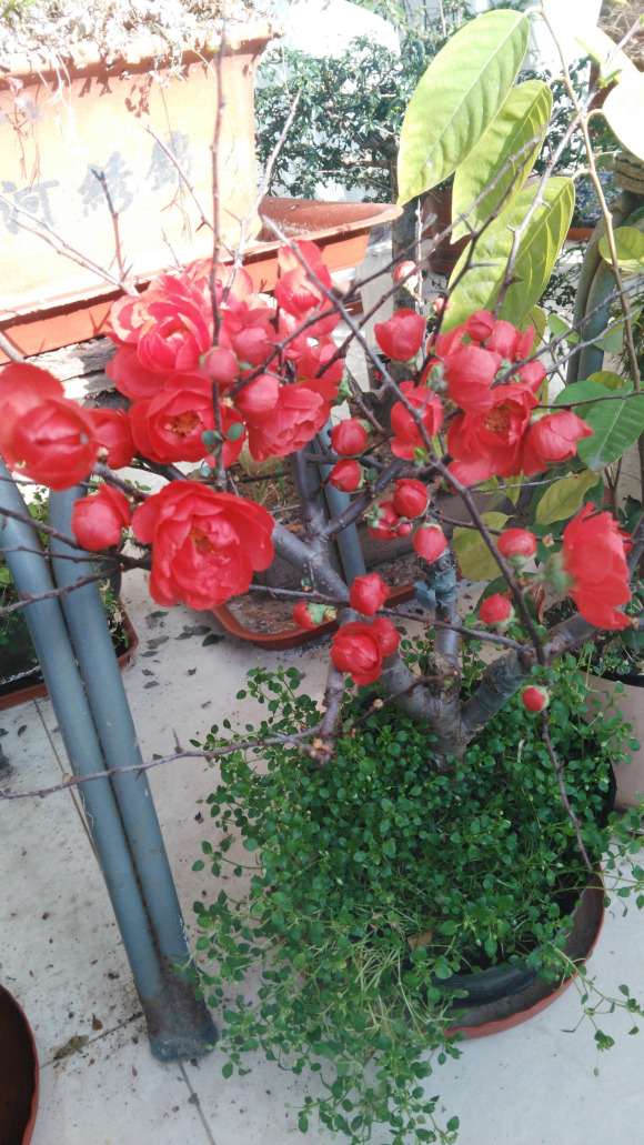 海棠下山桩是嫁接的好 还是原生的好 图片