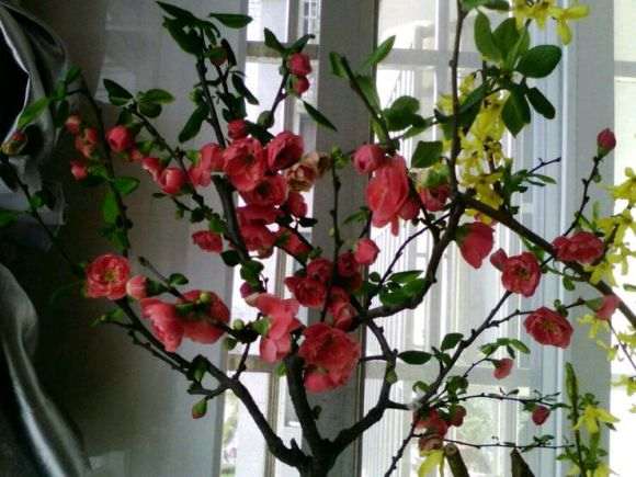 海棠下山桩是嫁接的好 还是原生的好 图片