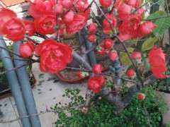 海棠下山桩是嫁接的好 还是原生的好 图片