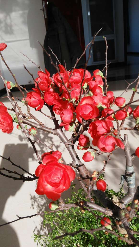 海棠下山桩换盒三天后花掉沒了 图片