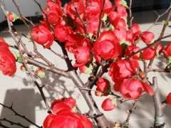 海棠下山桩换盒三天后花掉沒了 图片