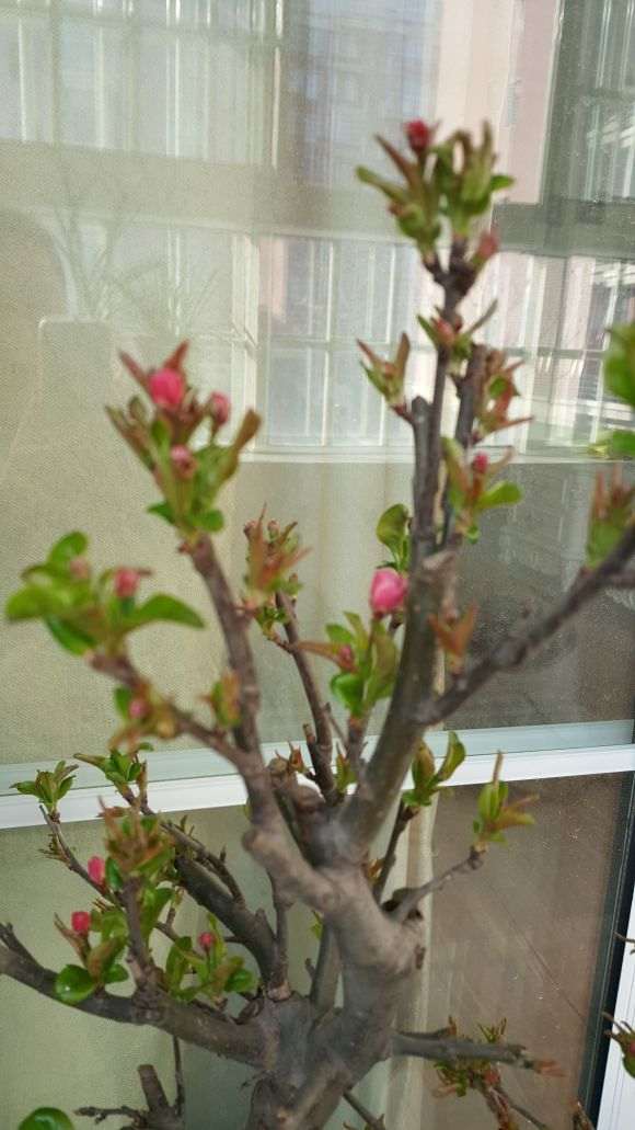 海棠下山桩开完花的地方没芽 怎么办