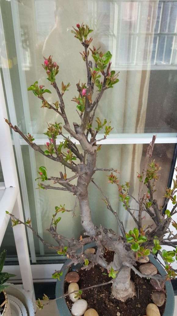 海棠下山桩开完花的地方没芽 怎么办