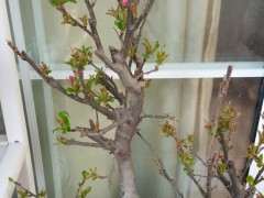 海棠下山桩开完花的地方没芽 怎么办