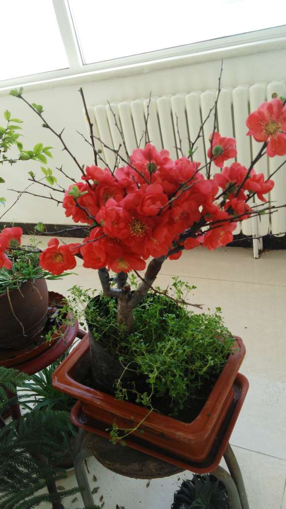 复色海棠下山桩结不结果 怎么办 图片