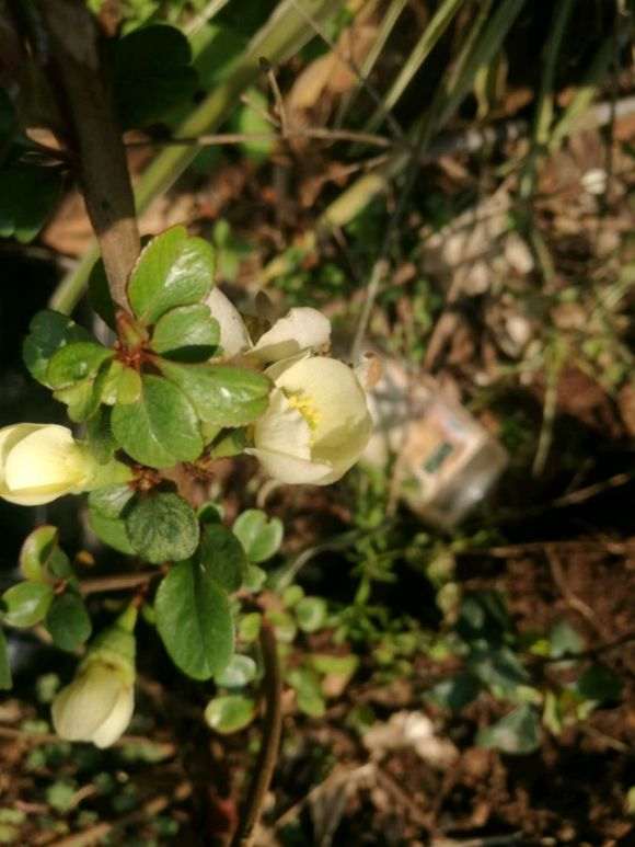为什么海棠下山桩喷了叶肥后 掉花苞