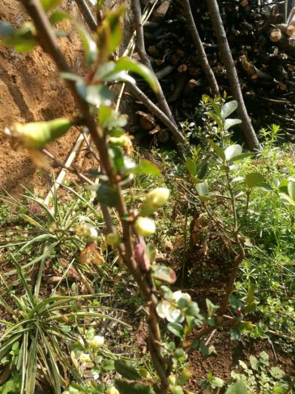 这是海棠下山桩什么品种 可以修枝吗 图片