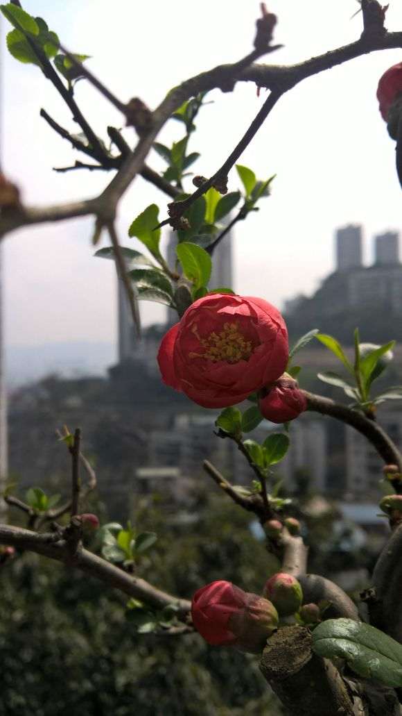 这是海棠下山桩什么品种 可以修枝吗 图片