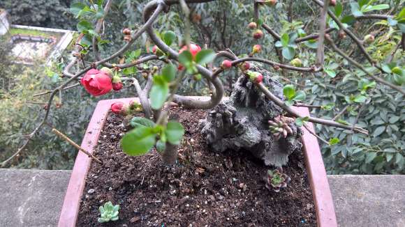 这是海棠下山桩什么品种 可以修枝吗 图片