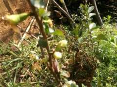 这是海棠下山桩什么品种 可以修枝吗 图片