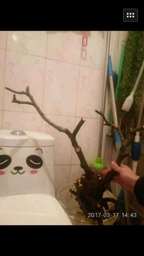 地栽海棠下山桩 要不要缠膜保湿 图片