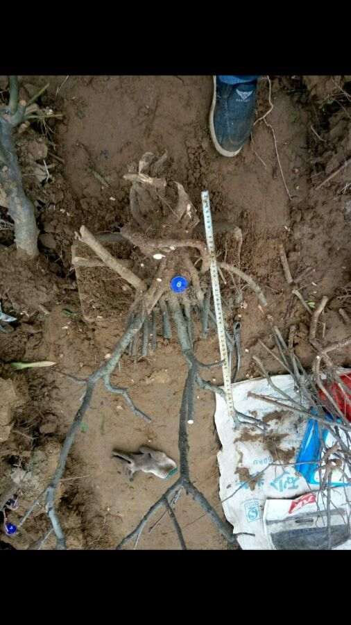 地栽海棠下山桩 要不要缠膜保湿 图片