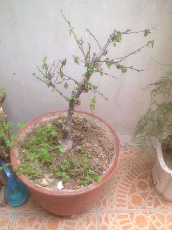 这海棠下山桩是什么品种 突然蔫叶 图片