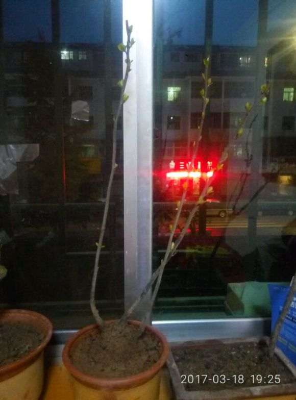 这海棠下山桩是什么品种 突然蔫叶 图片