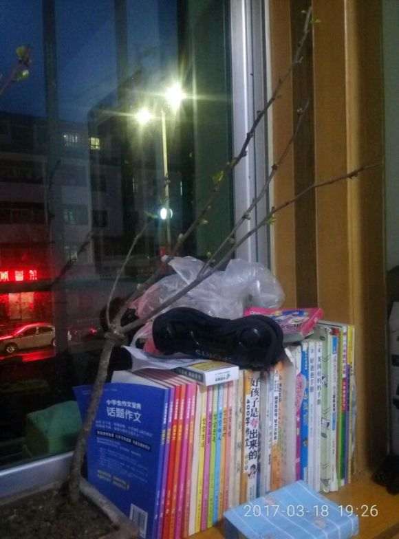 这海棠下山桩是什么品种 突然蔫叶 图片